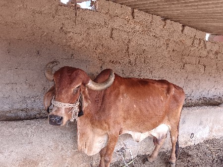 વેચવાની