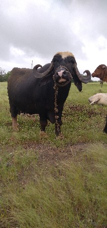 ભેંસ વેચવાની છે