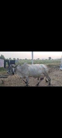 આ લીલડી ગાય વેસવાની છે