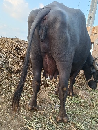 પટેલ કા કલ્યાણપુર દેવભૂમિ દ્વારકા