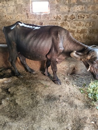 ભેંસ વેચવાની છે.