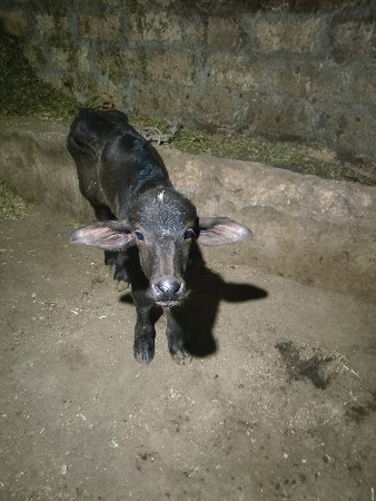 પાડૉ વૅચવાનૉછૅ