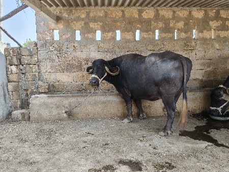 ભેંશ વેચવા ની છે