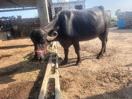ભેંસ વેચવાની છે