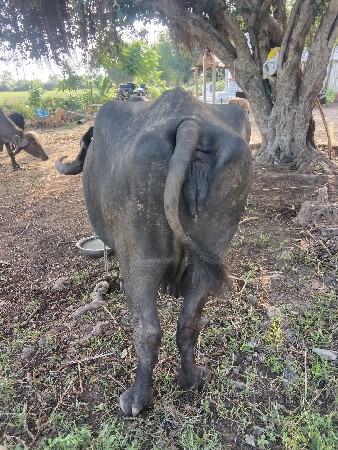 ભેસ