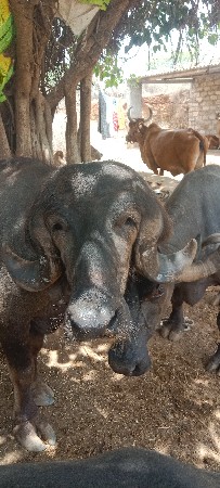 પાડો વેચવનો સે