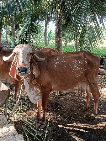 ગીર ગાય વેચવાની છે ત્રીજું વેતર