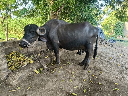ભેંસ વેચવાની છે