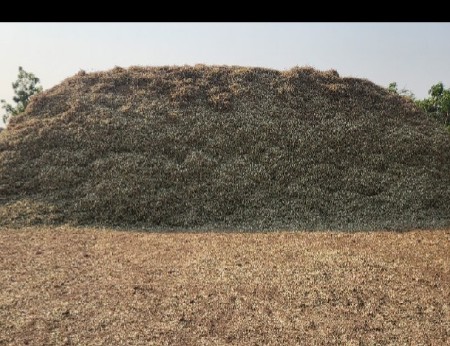 મગફળી નો પાલવ