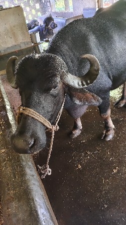 ભેંશ વેશવાનીછે