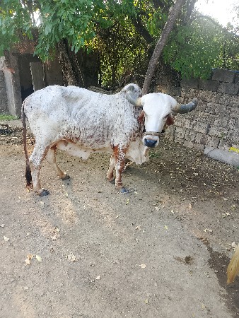 ગીર ગાય વીસ વા ની સે