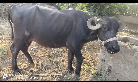 વેચવનીસે