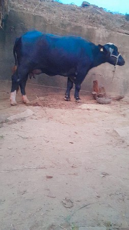 ખદૈલી વેસવા ની સે