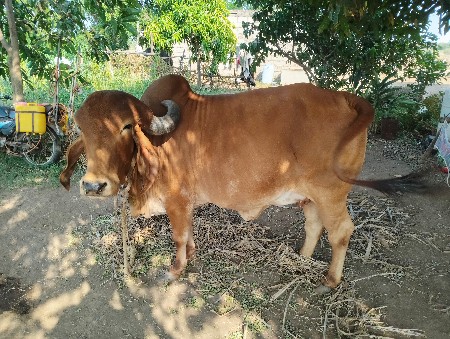 ગાય વેચવાની છે