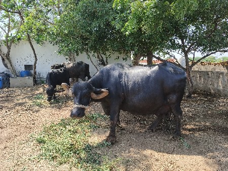 ભેંસ વેચવાની છે