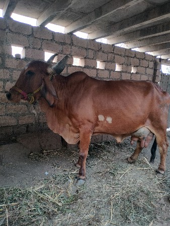 ગાય વેચવાની છે  બિજુ વેતર