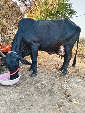 ગીર ક્રોસ ગાય