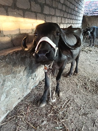 ભેંસ વેચવાની સે