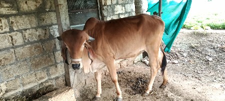 હોડકી