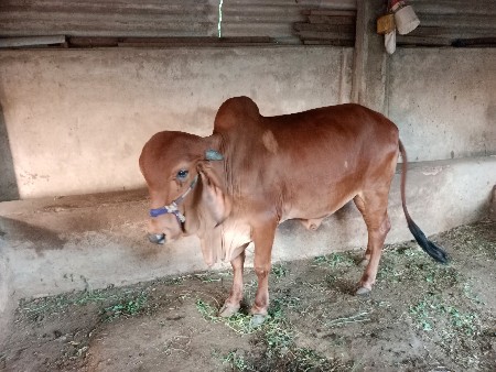 હોડકી વેસવાનીસે