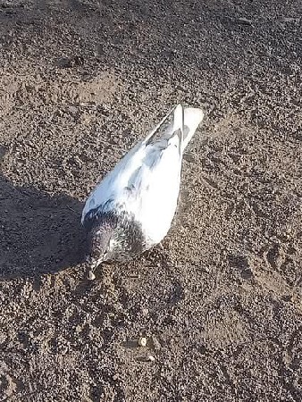 કબુતર દેવાનો છે