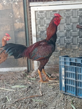 લતીબ. ભાઇ