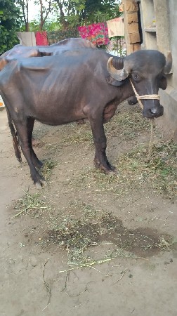 અશ્વિન ભાઈ
