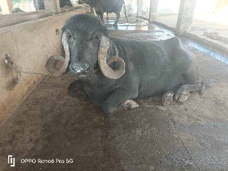 પાડો