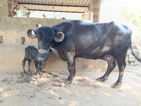 ખડેલી વેસવાની છે