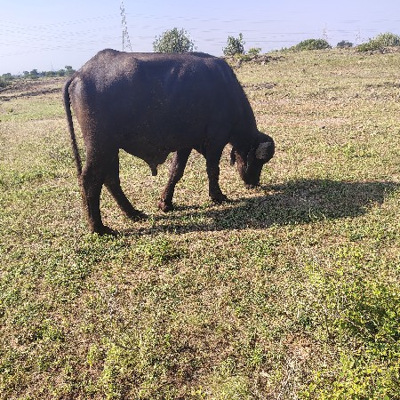 પાડો વેચવાનો છે