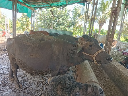 ભેંસ વેચવાની છે