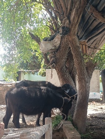 આ ત્રણેય પશુ વેચી દેવાનાં છે.