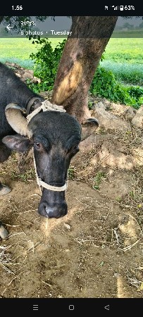ભેંસ વેચવાની છે.