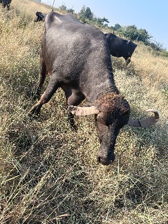 આ ભેંસ વેચવાની છે