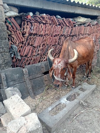 ગાય વેશવાનીછે