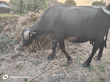 ભેંસ વેચવાની છે