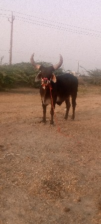 marwadi marva bhiwani total Koi