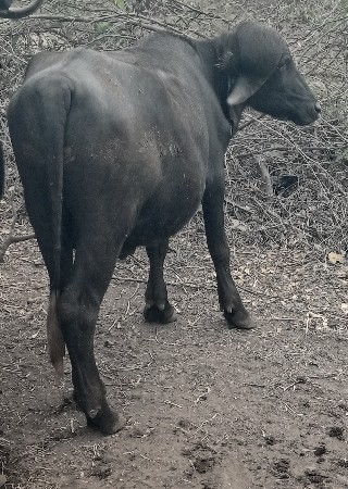 પાડો વેચવાનો છે