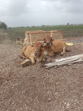 મારવા બેસવાની જવાબદારી બેહોજા બળદ