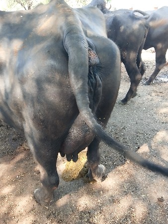 ભેંસ વેચવાની છે
