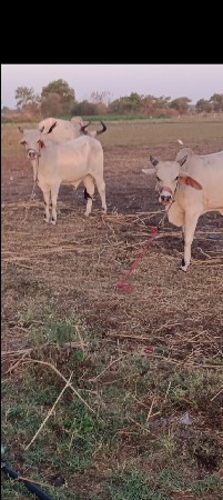 ધોધલા‌ વેચવાનાછૈ
