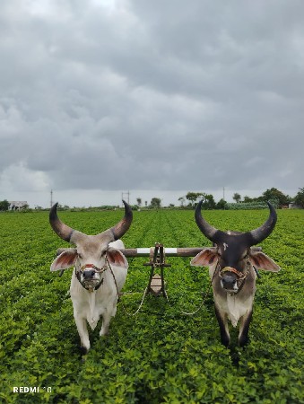 વઢિયારા બળદ વેચવાના છે