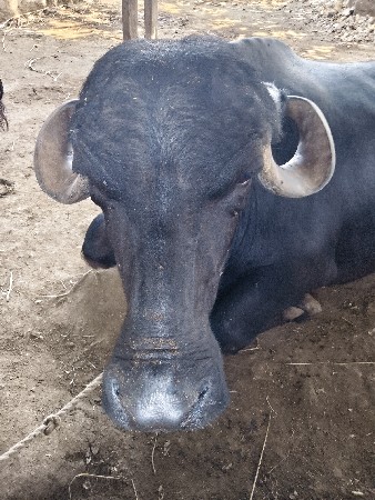 ભેંસ વેચવાની છે