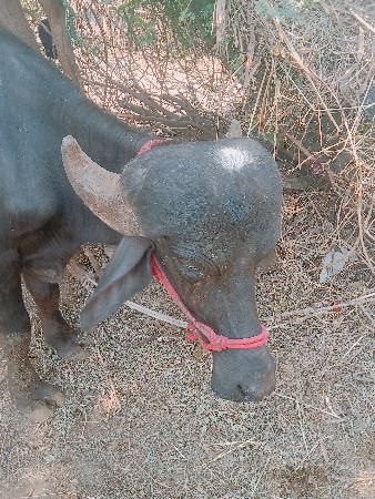 વેચવાની છે