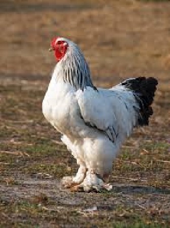મહેરબાની કરી લેવા માટે જ ફોન કરો