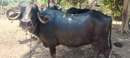 વેચવાની છે