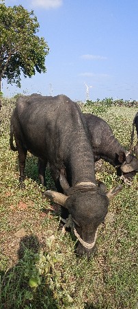 ખડેલી વેચવાની
