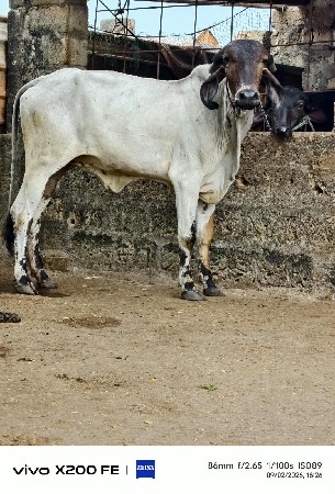 વેચવાની છે