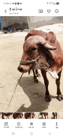 ગાય વેચવાની છે