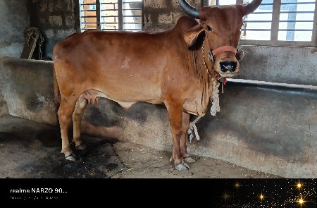 ગાય વેચવાની છે
